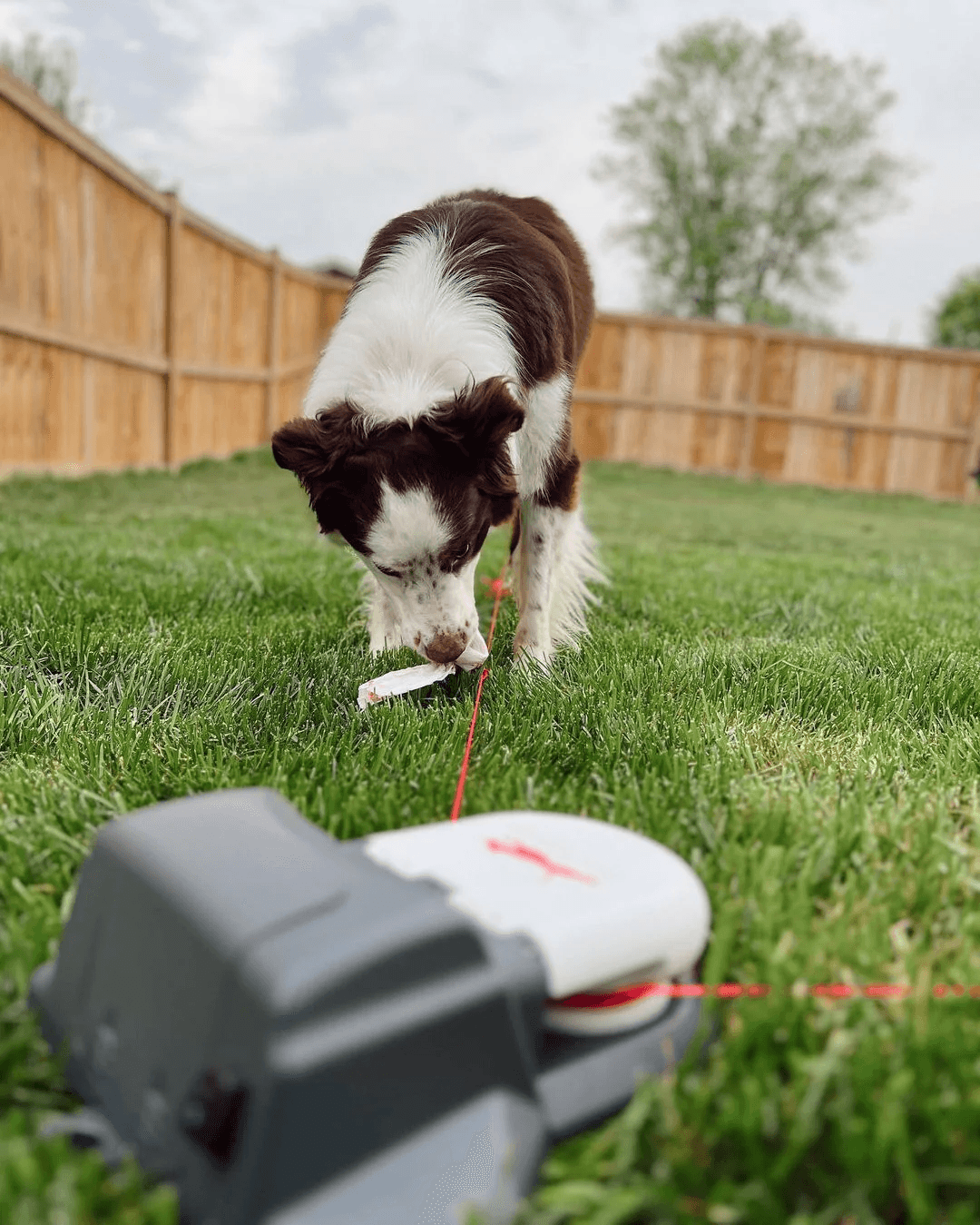 Swift Paws Home Original Lure Course